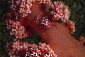 Soft Porcellaine Coral Crab by Michal Štros 